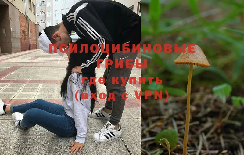 blacksprut ссылки  Энем  Псилоцибиновые грибы Psilocybe 